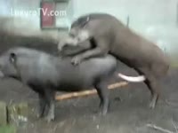 Two beasts and unsightly slum in this 3D porn